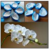 Набор силиконовых вайнеров "Орхидея Белый Фаленопсис"